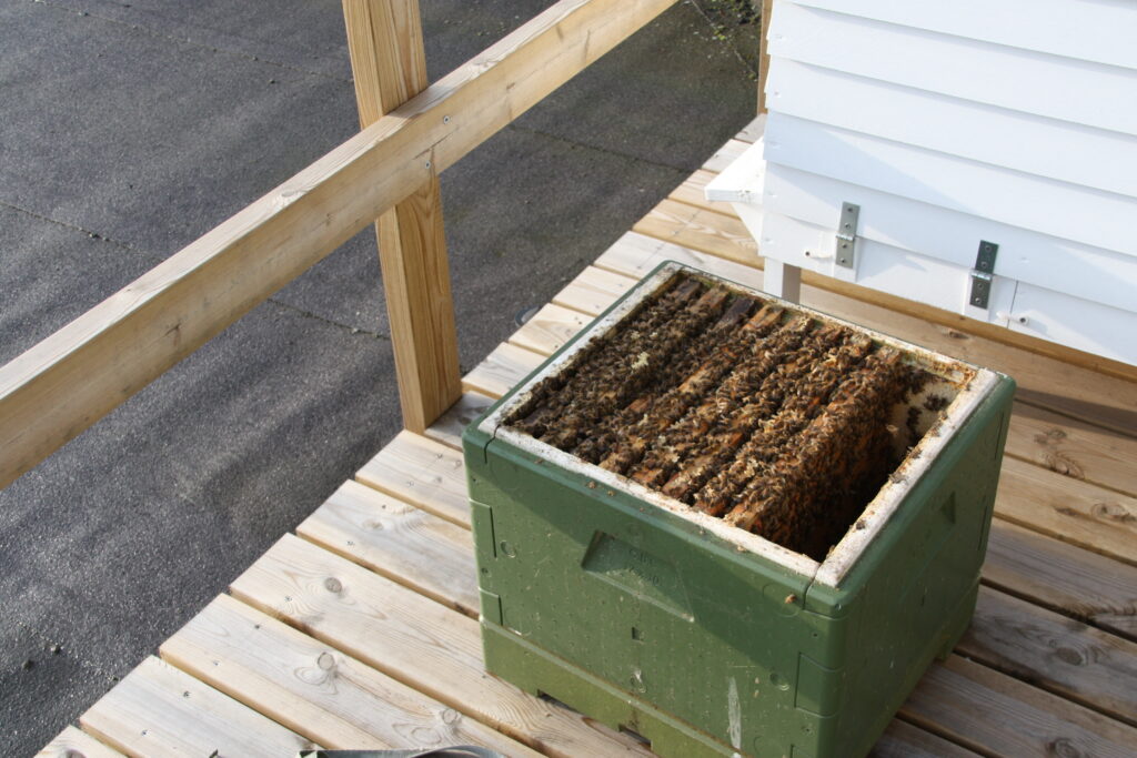 Bierne sidder på vokstavler, som flyttes over i deres nye bistade.