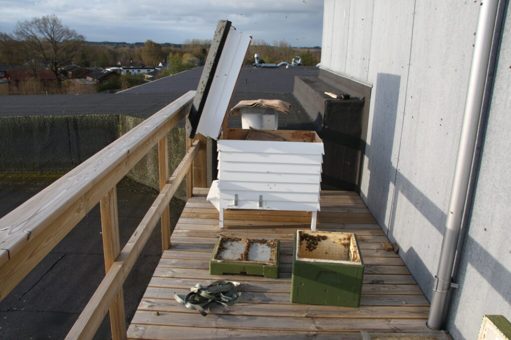 Bierne flytter ind i deres nye hvide bihus på taget af gymnasiet.